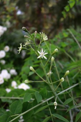 Gymnocladus dioica - nahovětvec dvoudomý - květ